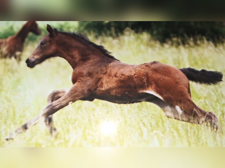 Hannoveraan Merrie Veulen (05/2025) Bruin in Neuenkirchen