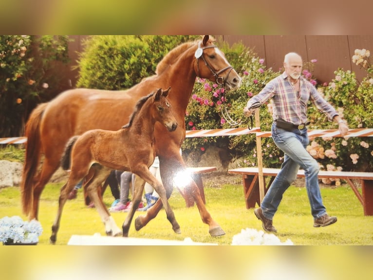 Hannoveraan Merrie Veulen (05/2025) Bruin in Neuenkirchen