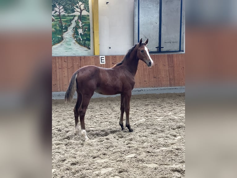 Hannoveraan Merrie veulen (05/2024) Bruin in Rees