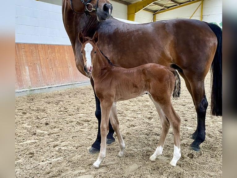 Hannoveraan Merrie veulen (05/2024) Bruin in Rees