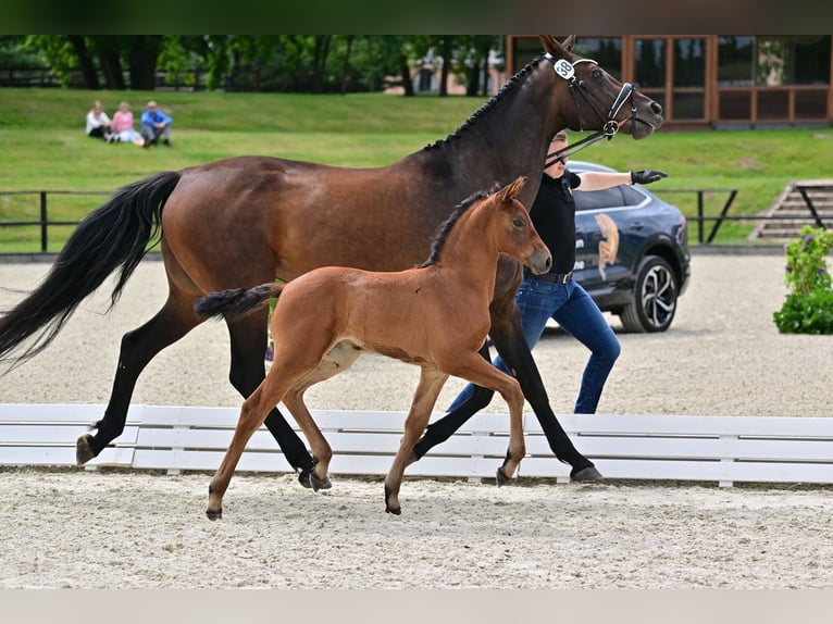 Hannoveraan Merrie veulen (06/2024) Bruin in Calau