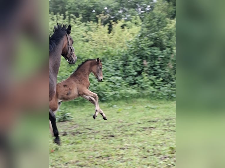 Hannoveraan Merrie  Bruin in Nordhorn