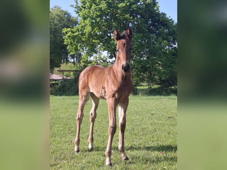 Hannoveraan Merrie  Bruin in Nordhorn