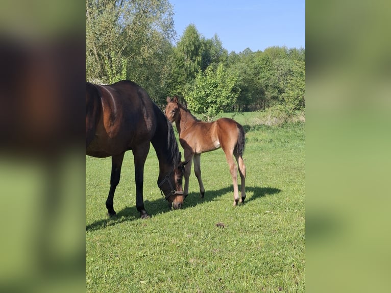Hannoveraan Merrie  Bruin in Nordhorn