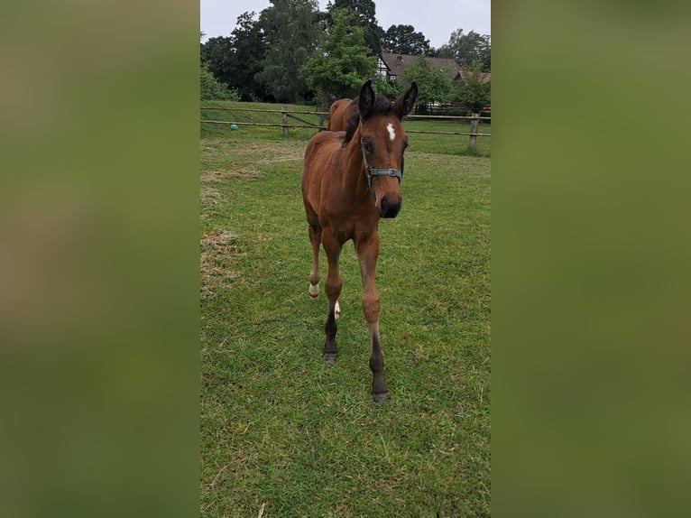 Hannoveraan Merrie Veulen (03/2026) Bruin in Celle