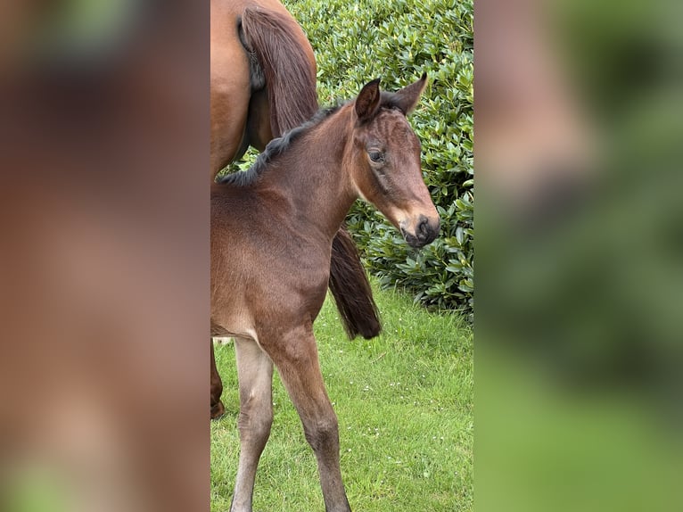 Hannoveraan Merrie veulen (01/2024) Bruin in Wagenfeld