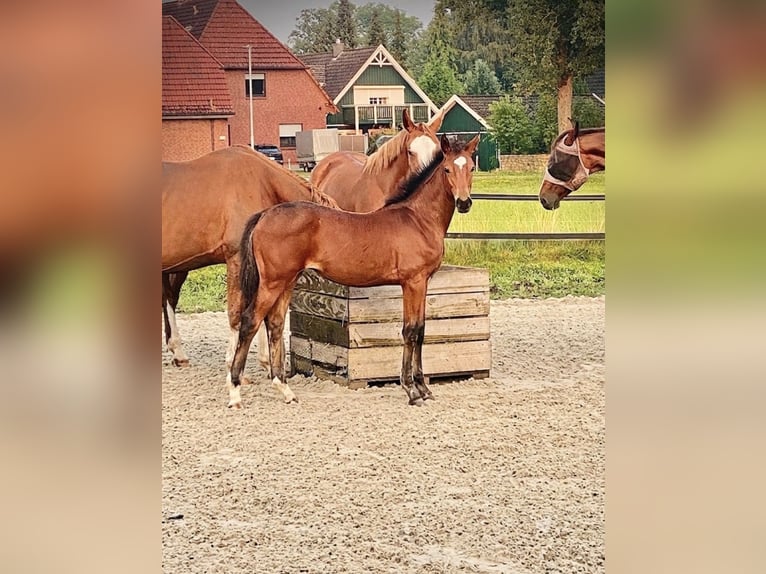 Hannoveraan Merrie Veulen (04/2026) Bruin in Tostedt