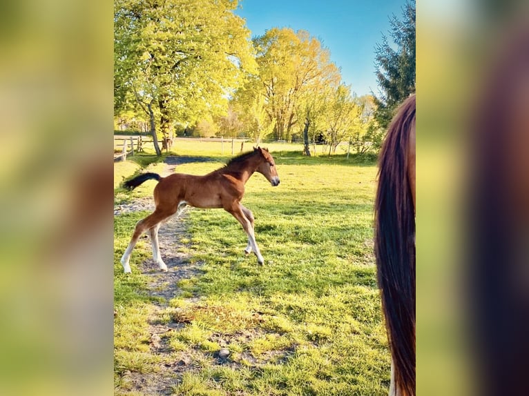 Hannoveraan Merrie Veulen (04/2026) Bruin in Tostedt
