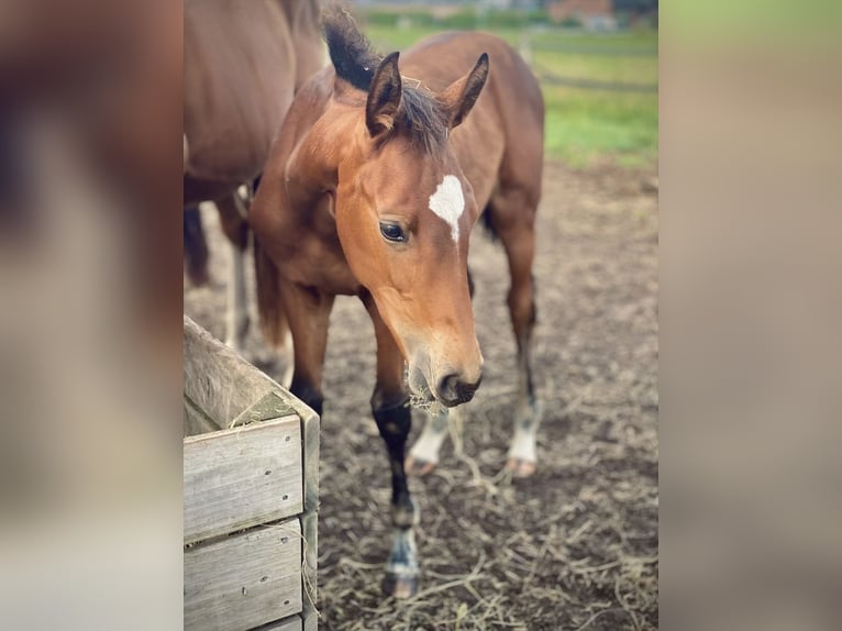 Hannoveraan Merrie Veulen (04/2026) Bruin in Tostedt