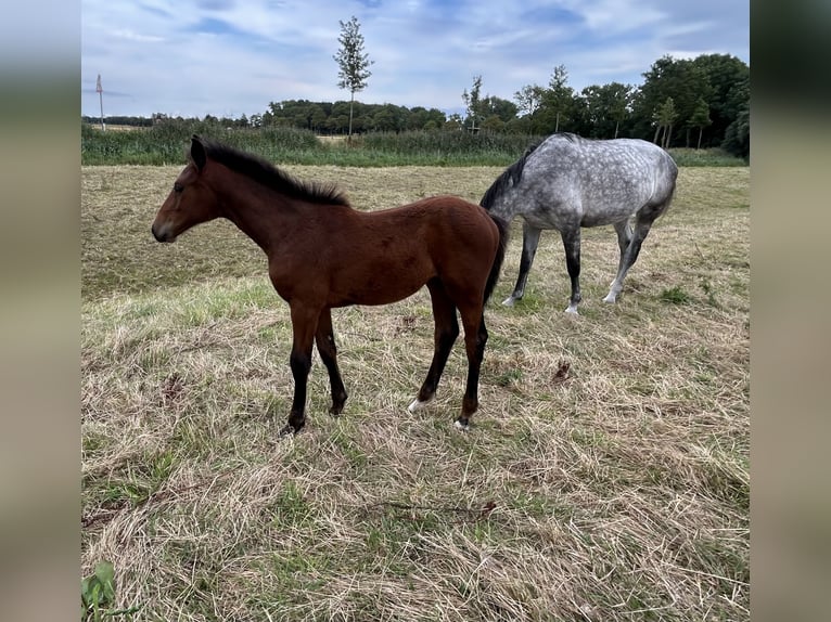 Hannoveraan Merrie Veulen (05/2026) Bruin in Balje