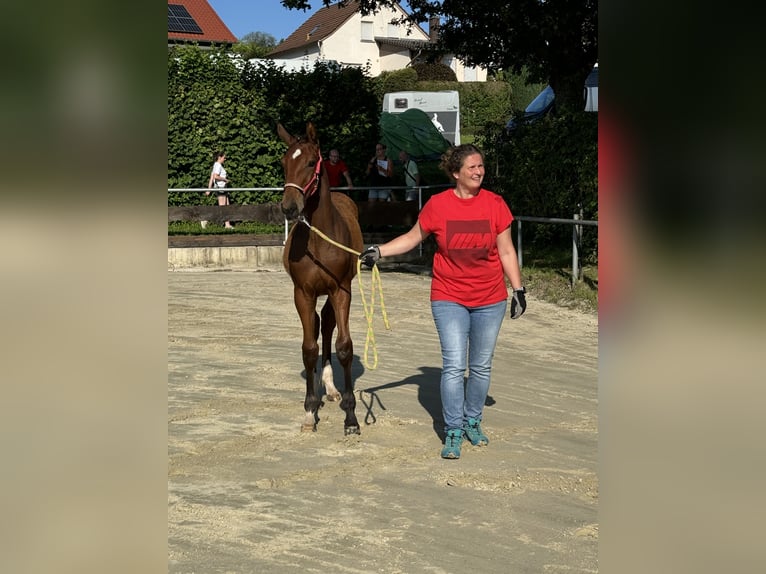 Hannoveraan Merrie veulen (03/2024) Bruin in Mudau