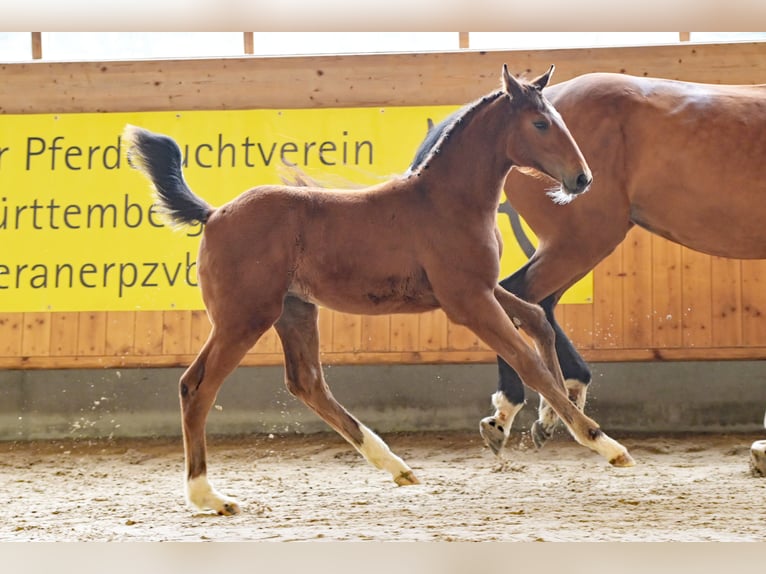 Hannoveraan Merrie veulen (03/2024) Bruin in Mudau