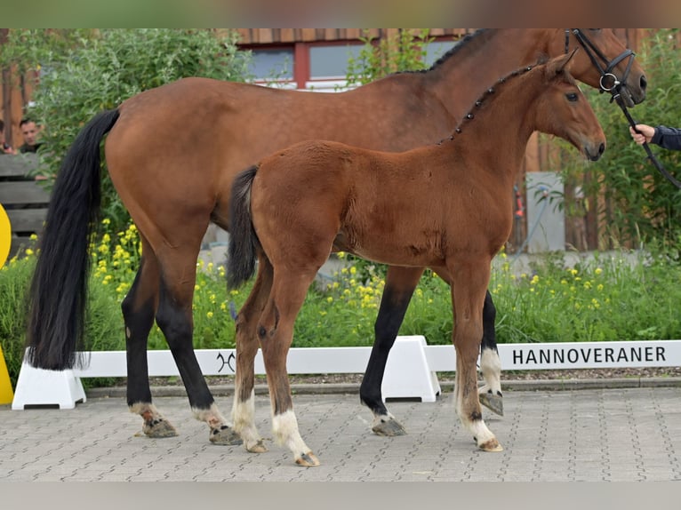 Hannoveraan Merrie veulen (03/2024) Bruin in Mudau