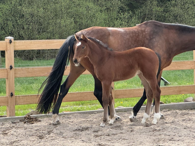 Hannoveraan Merrie veulen (03/2024) Bruin in Mudau