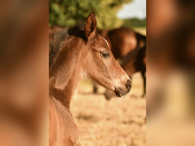 Hannoveraan Merrie veulen (06/2024) Bruin in Düsseldorf