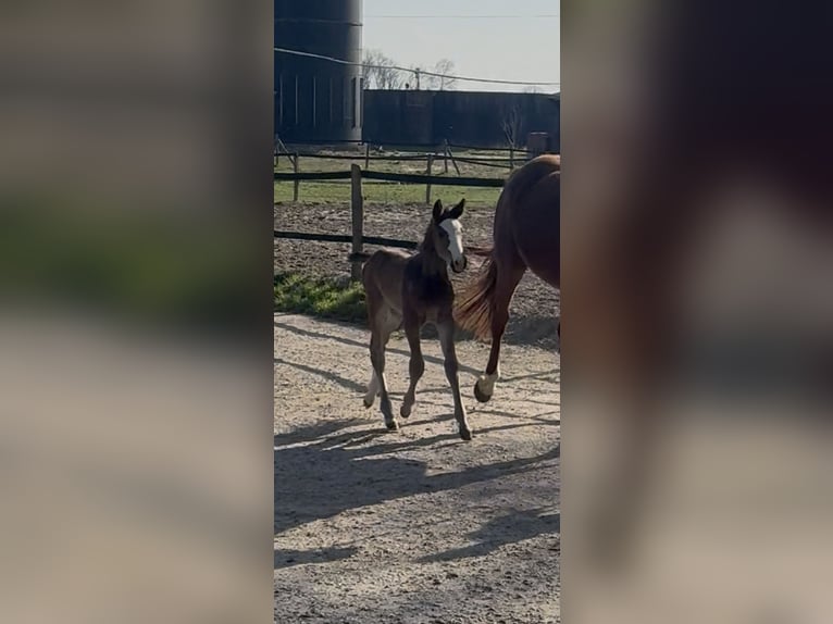 Hannoveraan Merrie Veulen (03/2026) Bruin in Lippstadt