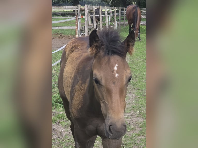 Hannoveraan Merrie Veulen (05/2026) Bruin in Straelen