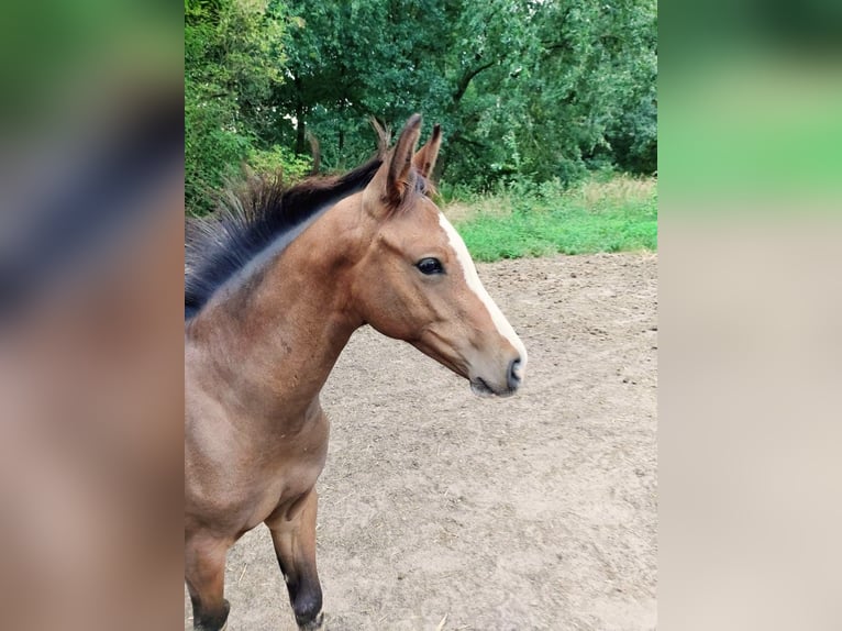 Hannoveraan Merrie Veulen (04/2025) Bruin in Kirchlinteln