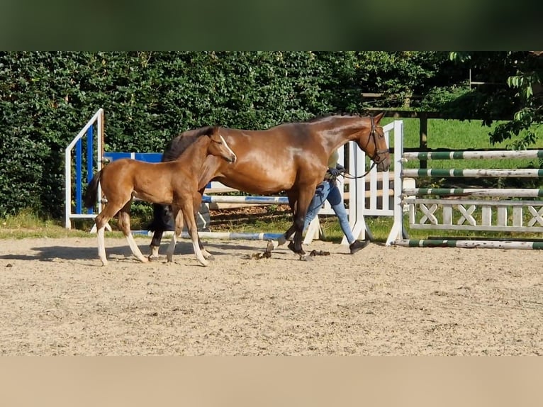Hannoveraan Merrie Veulen (04/2025) Bruin in Kirchlinteln