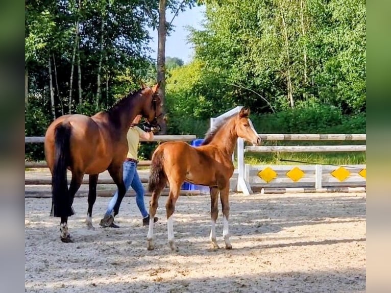 Hannoveraan Merrie Veulen (04/2025) Bruin in Kirchlinteln