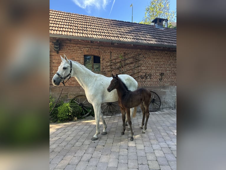 Hannoveraan Merrie Veulen (04/2026) Bruin in Gersfeld