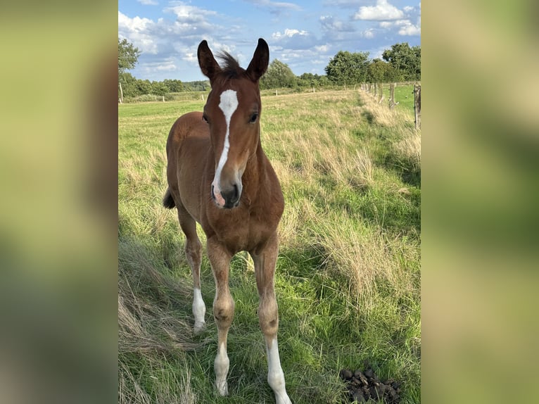Hannoveraan Merrie Veulen (05/2025) Bruin in Wahrenholz