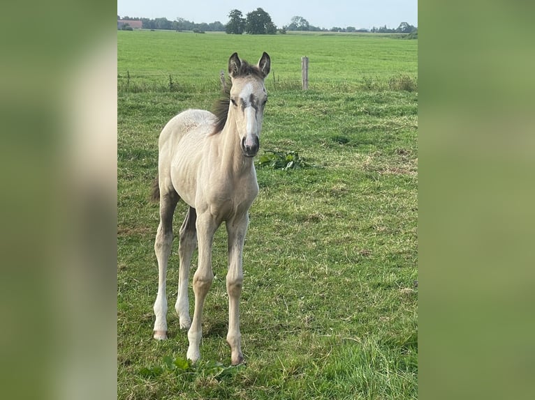 Hannoveraan Merrie Veulen (01/2026) Buckskin in Großheide