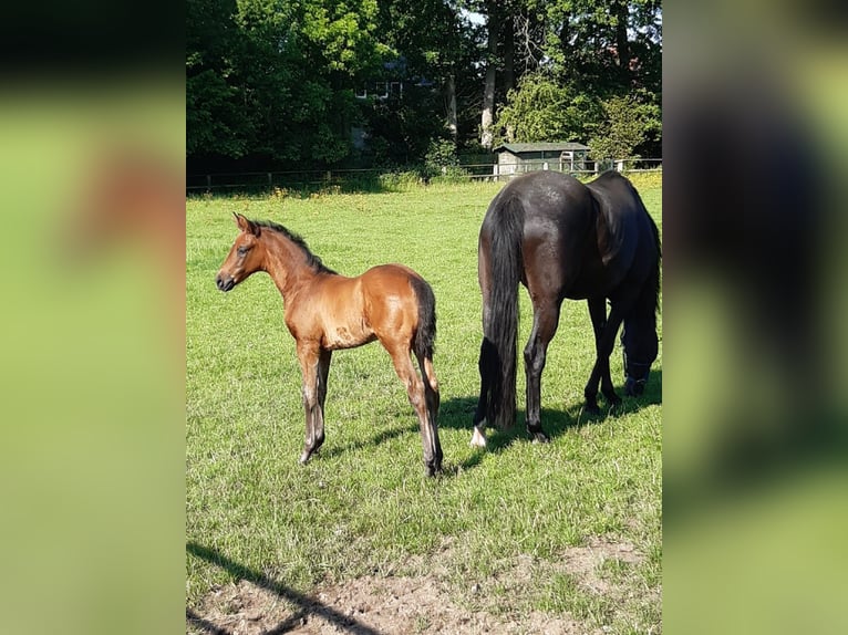 Hannoveraan Merrie Veulen (05/2025) Donkerbruin in He&#xEC;nbockel