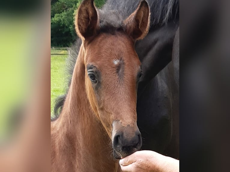Hannoveraan Merrie Veulen (05/2025) Donkerbruin in He&#xEC;nbockel