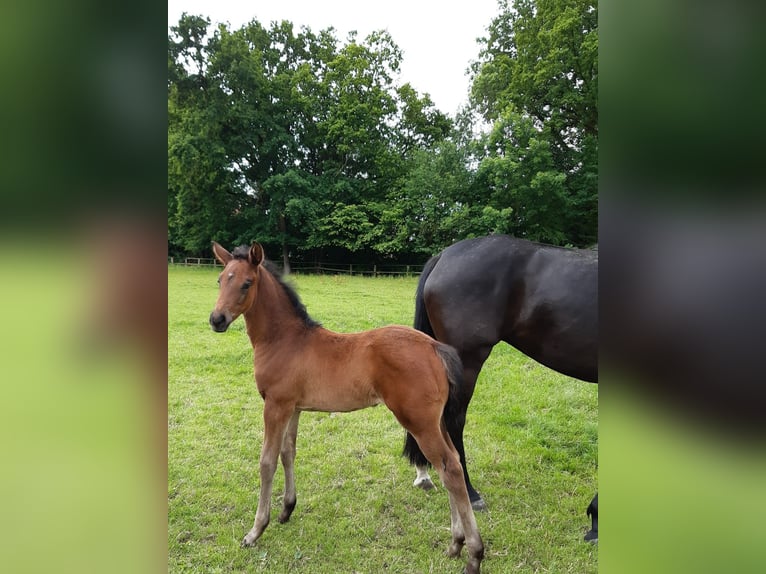 Hannoveraan Merrie Veulen (05/2025) Donkerbruin in He&#xEC;nbockel