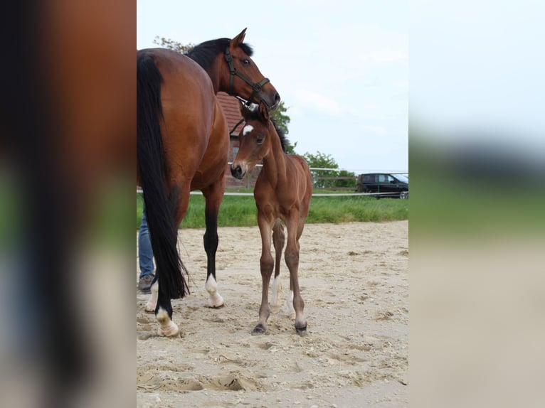 Hannoveraan Merrie Veulen (05/2026) Donkerbruin in Melle
