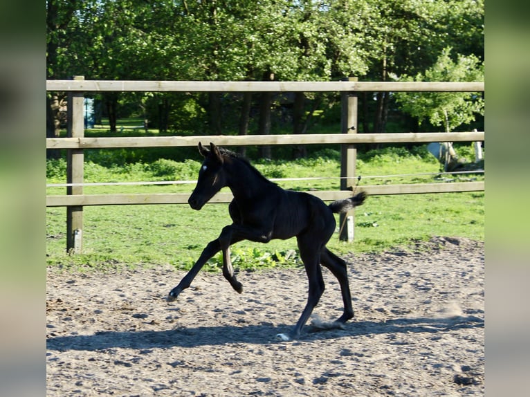 Hannoveraan Merrie veulen (05/2024) Donkerbruin in Niendorf