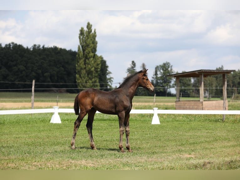 Hannoveraan Merrie veulen (04/2024) Donkerbruin in Postmünster