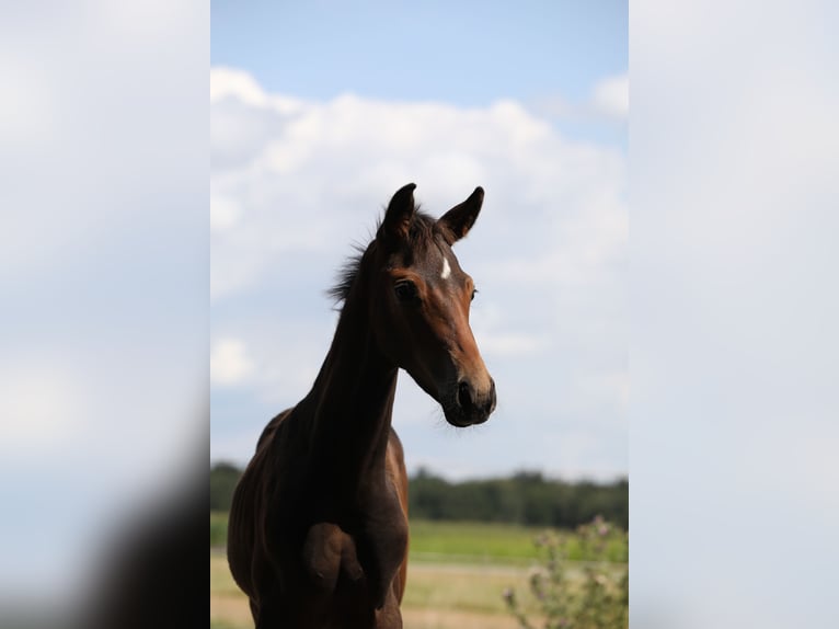 Hannoveraan Merrie veulen (04/2024) Donkerbruin in Postmünster