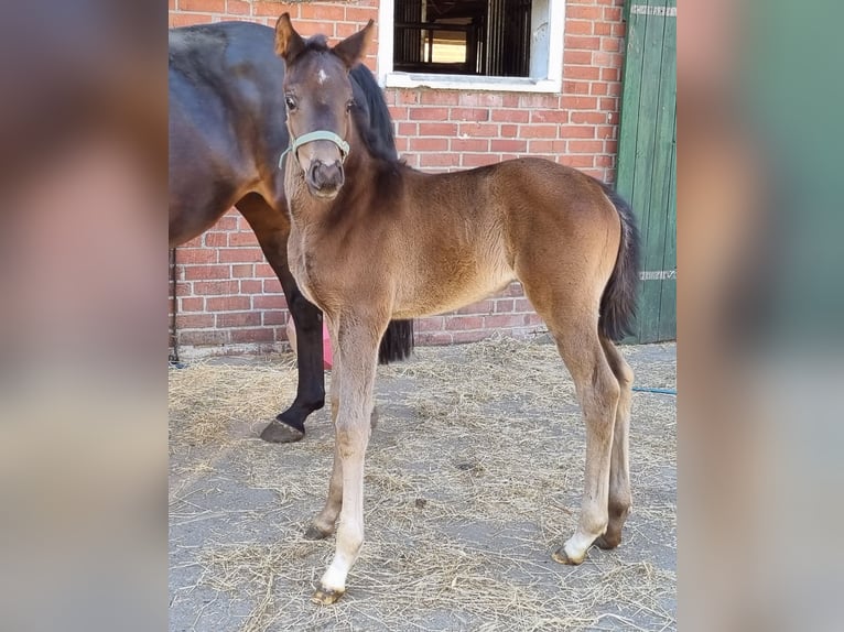 Hannoveraan Merrie  Donkerbruin in Ihlienworth
