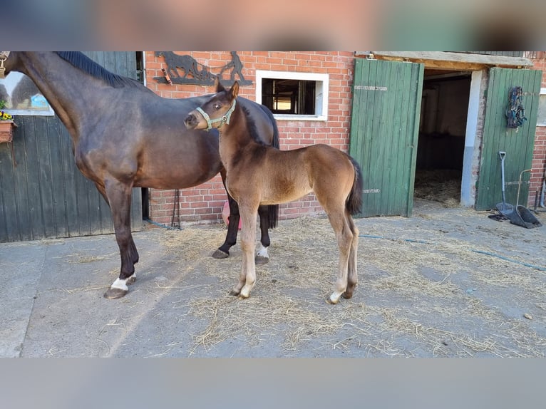 Hannoveraan Merrie  Donkerbruin in Ihlienworth