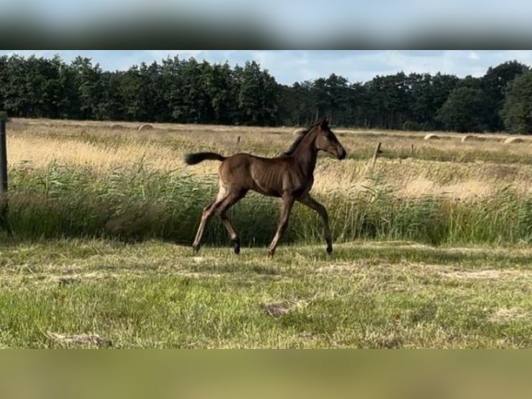 Hannoveraan Merrie veulen (04/2024) Donkerbruin in Wingst