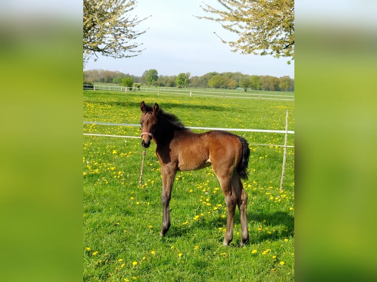 Hannoveraan Merrie  Donkerbruin in Rodewald