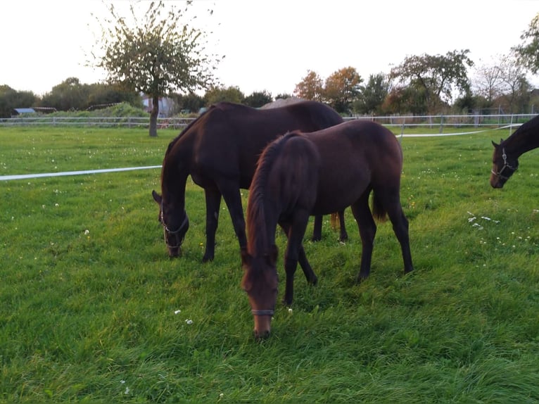 Hannoveraan Merrie  Donkerbruin in Rodewald