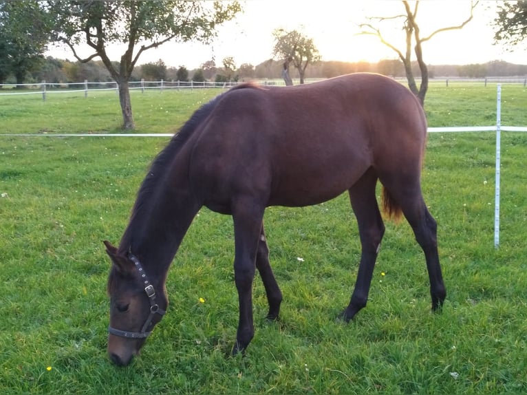 Hannoveraan Merrie  Donkerbruin in Rodewald