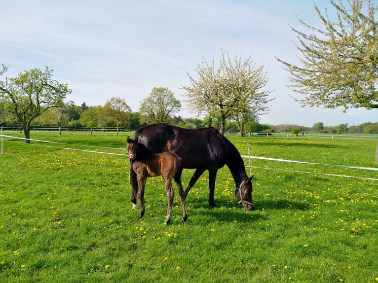 Hannoveraan Merrie  Donkerbruin in Rodewald