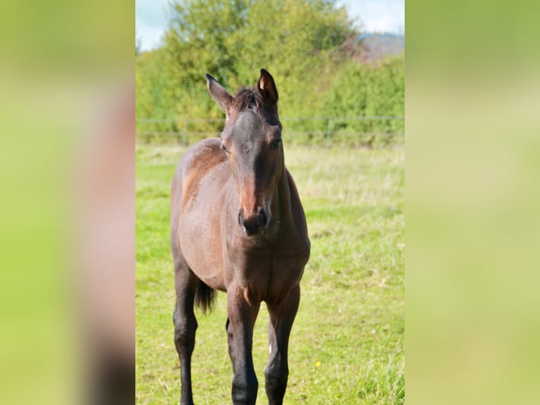 Hannoveraan Merrie  Donkerbruin in Hahnstätten