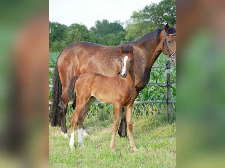 Hannoveraan Merrie  Donkerbruin in D&#xF6;tlingen