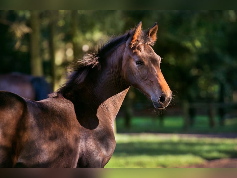 Hannoveraan Merrie veulen (06/2024) Donkerbruin in Walsrode