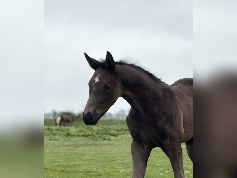 Hannoveraan Merrie Veulen (03/2026) Donkerbruin in Westerstede