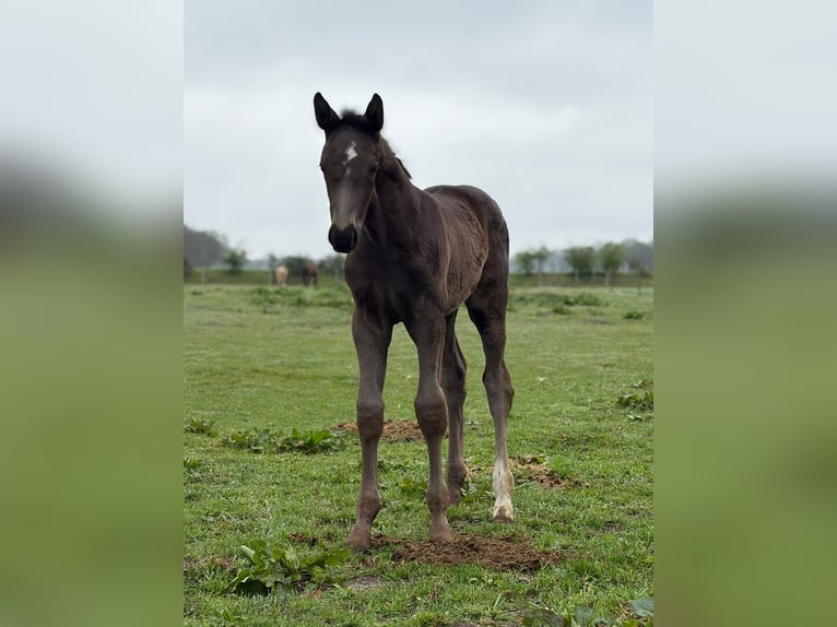 Hannoveraan Merrie Veulen (03/2026) Donkerbruin in Westerstede