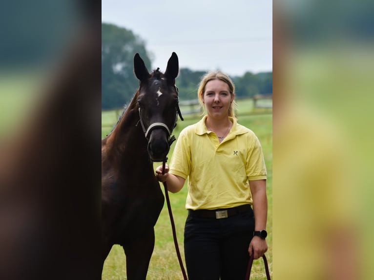 Hannoveraan Merrie Veulen (03/2026) Donkerbruin in Westerstede