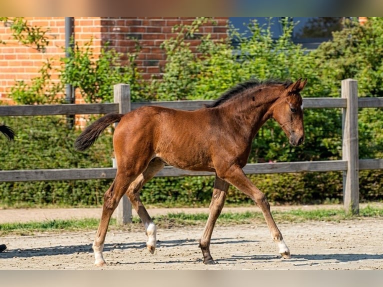 Hannoveraan Merrie Veulen (05/2026) Donkerbruin in Risum-Lindholm