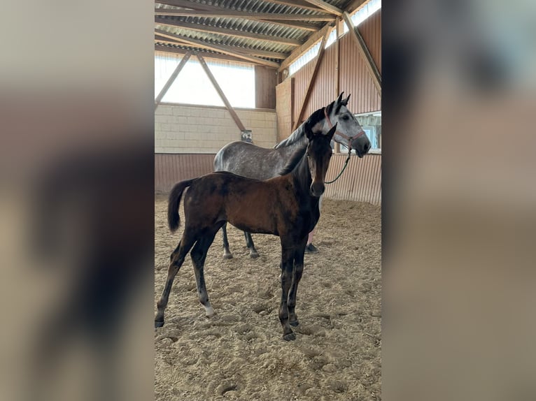 Hannoveraan Merrie veulen (04/2024) Donkerbruin in Niddatal