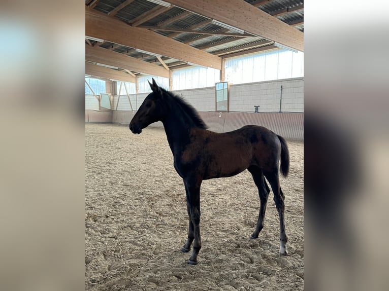 Hannoveraan Merrie veulen (04/2024) Donkerbruin in Niddatal